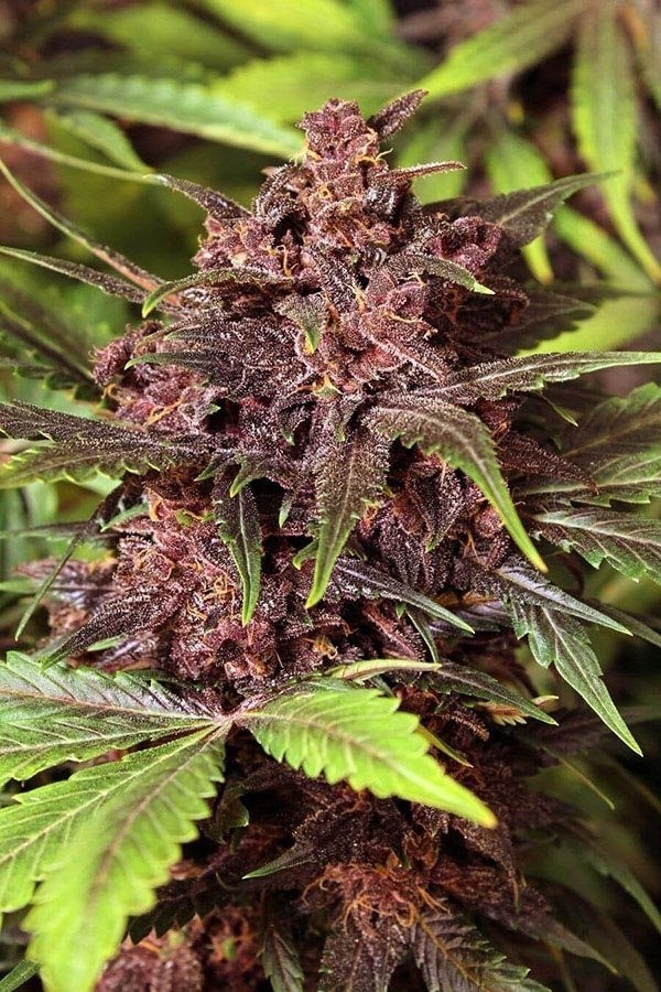 черные семена марихуаны