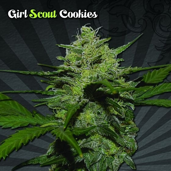 Сорт семян конопли Girl Scout Cookies