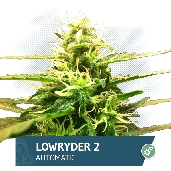 Сорт семян конопли Auto Lowryder 2