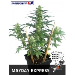 Семена конопли Auto Mayday Express
