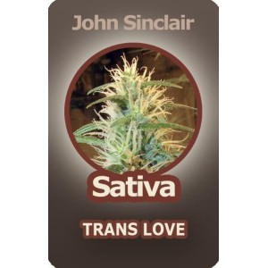 Семена конопли Trans Love