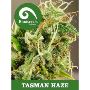 Семена конопли Tasman Haze
