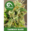 Tasman Haze