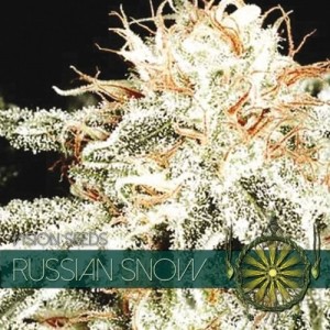 Семена конопли Russian Snow