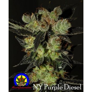Семена конопли NY Purple Diesel