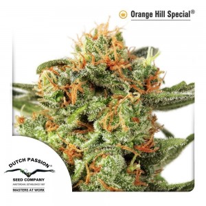 Семена конопли Orange Hill Special