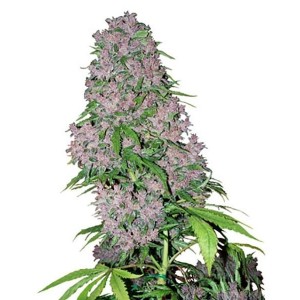 Семена конопли Purple Bud