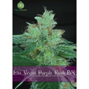 Семена конопли Las Vegas Purple Kush BX