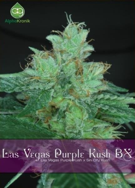 Сорт семян конопли Las Vegas Purple Kush BX
