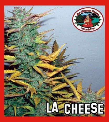 Сорт семян конопли LA Cheese