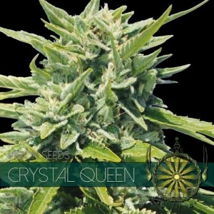 Семена конопли Crystal Queen