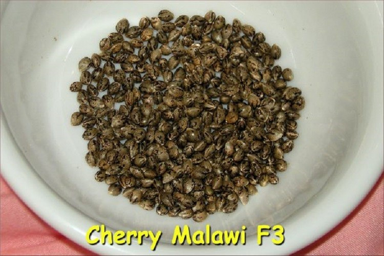 Сорт семян конопли Cherry Malawi