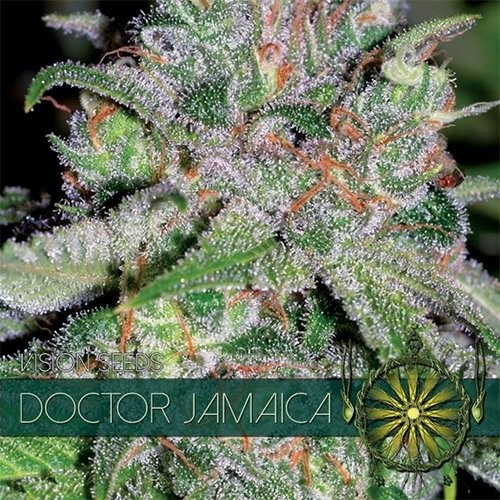 Сорт семян конопли Doctor Jamaica