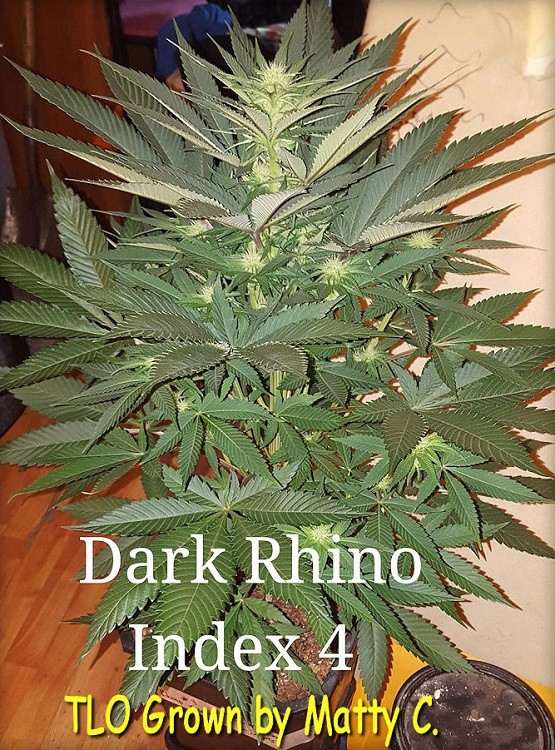 Сорт семян конопли Dark Rhino