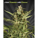 Auto Pounder With Cheese