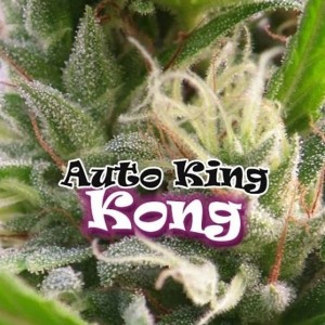 Семена конопли Auto King Kong