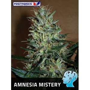 Семена конопли Amnesia Mistery
