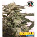 Bubble Cheese