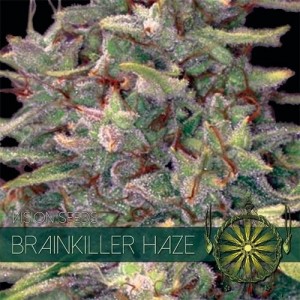 Семена конопли Brainkiller Haze