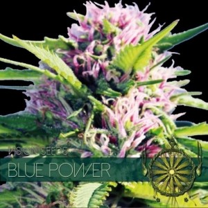 Семена конопли Blue Power