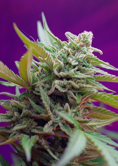 Сорта марихуаны black jack скручиваются листы конопли