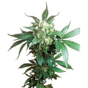 вегетативная стадия марихуаны