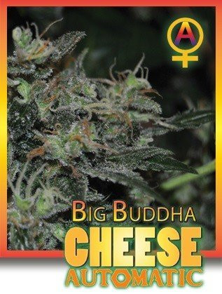 Семена конопли Auto Big Buddha Cheese