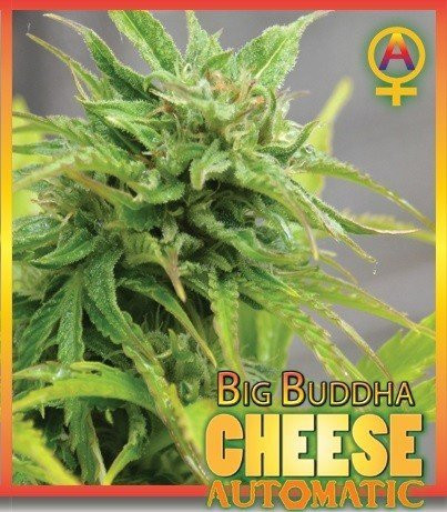 Сорт семян конопли Auto Big Buddha Cheese