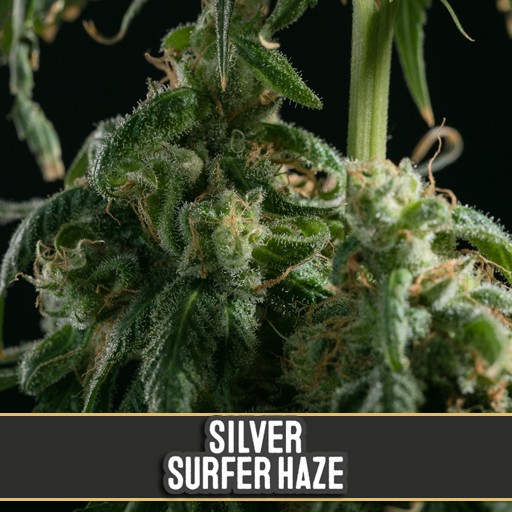 Семена конопли Silver Surfer Haze