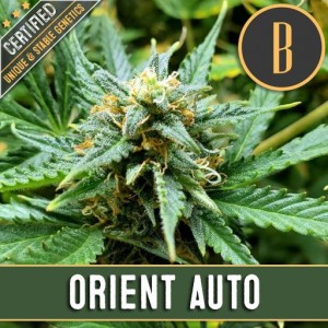 Семена конопли Auto Orient