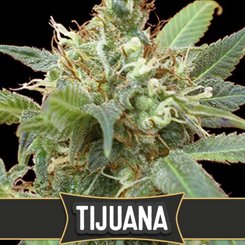 Семена конопли Tijuana