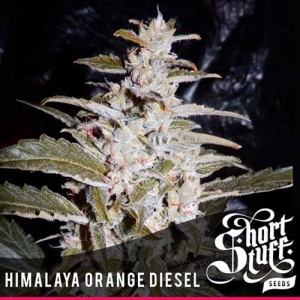 Семена конопли Himalayan Orange Diesel