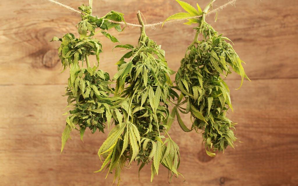 как сушить траву марихуана