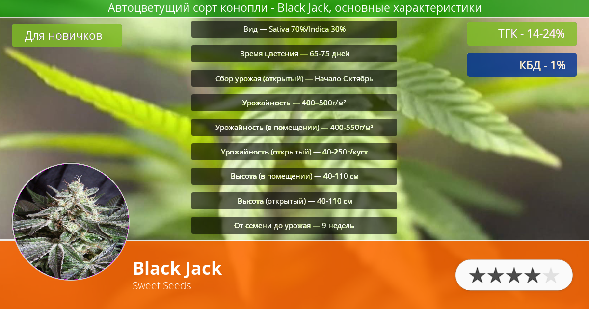 Сорта марихуаны black jack принцип тор браузера